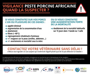 peste porcine africaine-recensement des porcs et des sangliers d'élevage- déclaration obligatoire