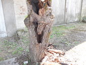 603 abattage arbre creux